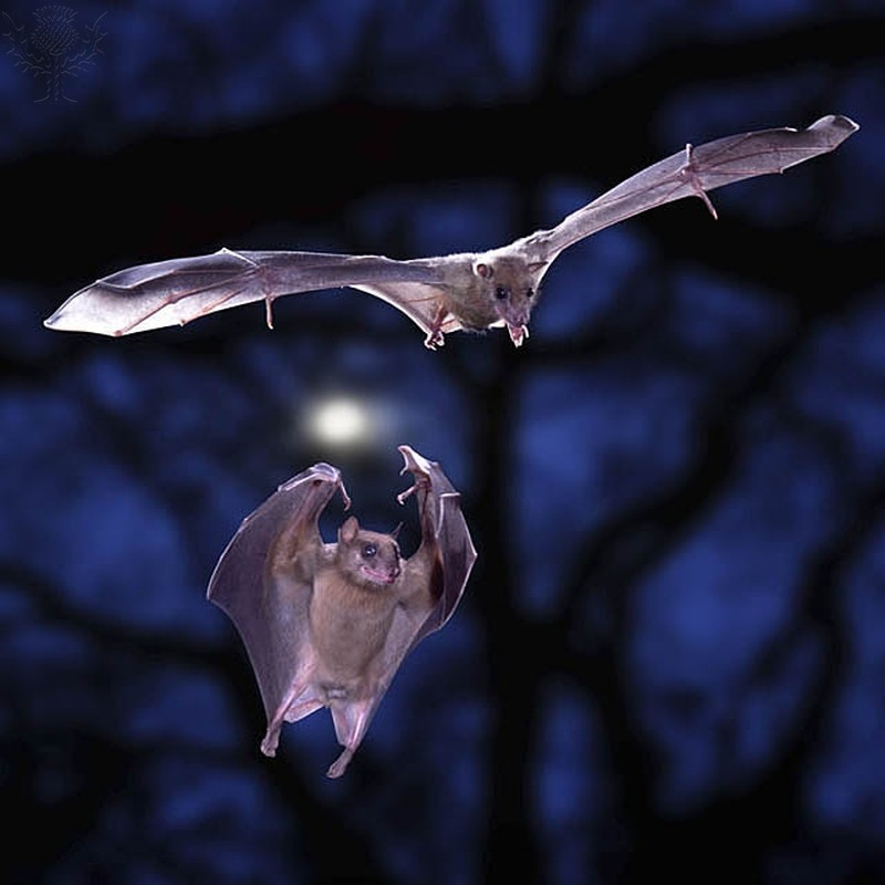 bats